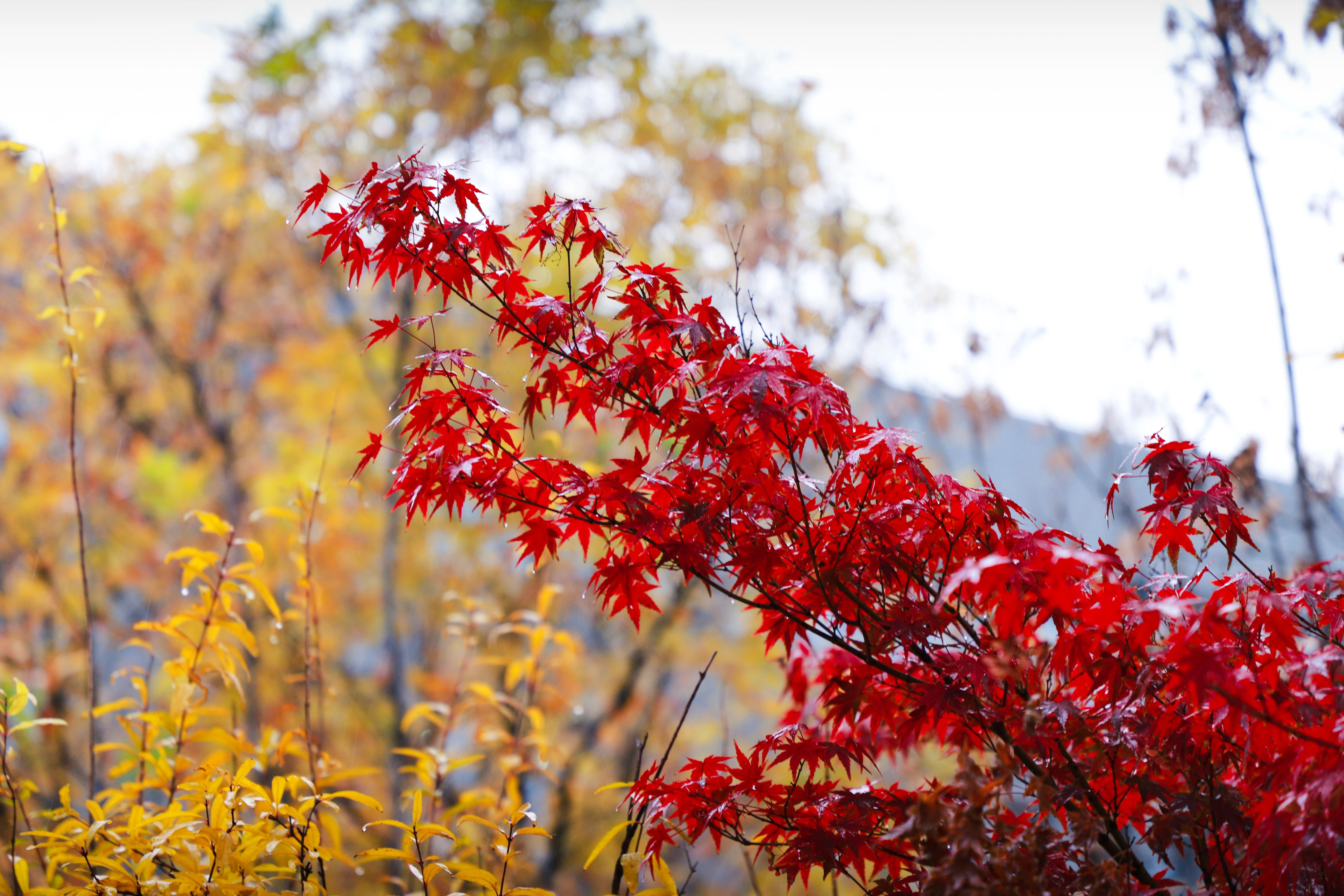 1732113919196945.jpg 1732113919196945.jpg