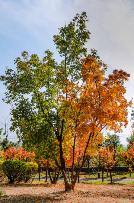 1732114226558909.png 1732114226558909.png